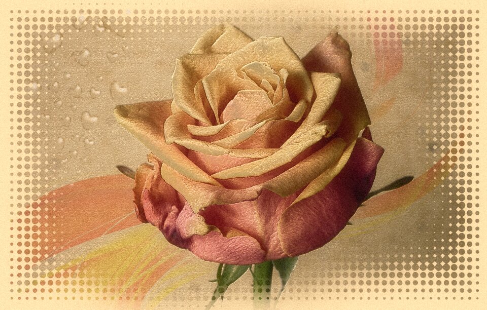 Romance romantic loyalty