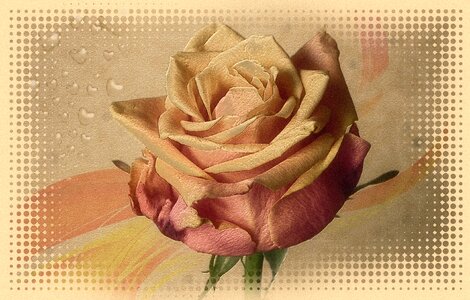 Romance romantic loyalty
