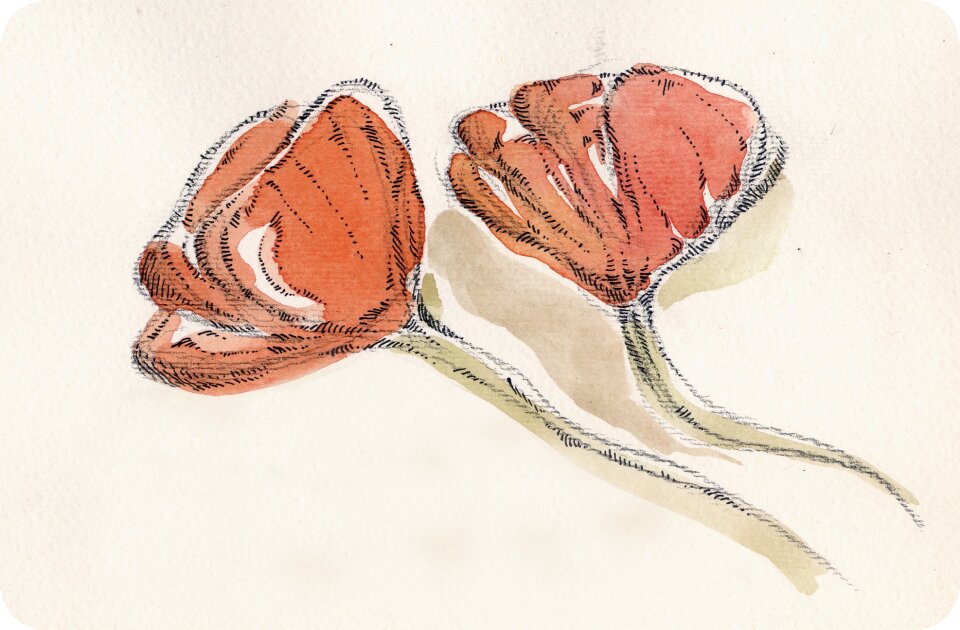 Red flower field