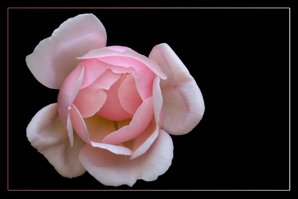 Blossom bloom rose blooms