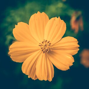 Flower background floral