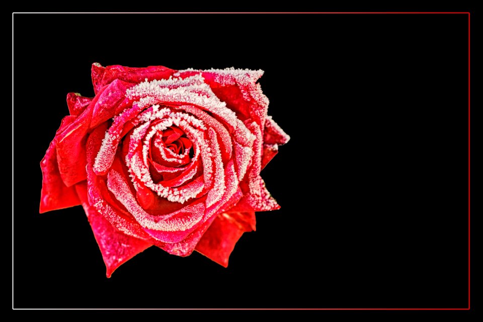 Blossom bloom rose blooms