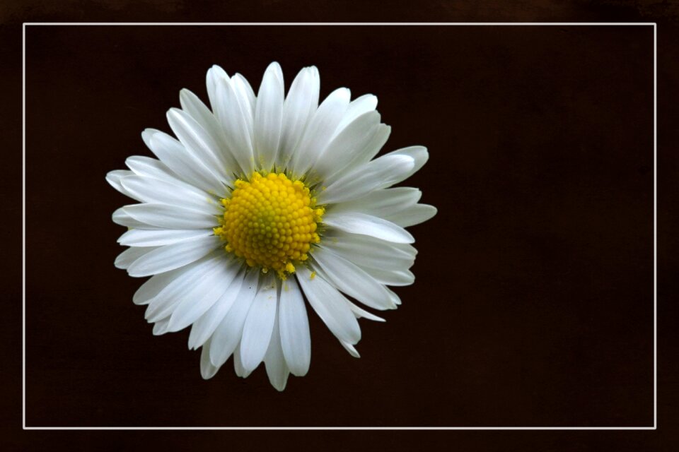 White plant flora
