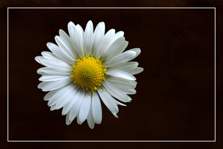 White plant flora