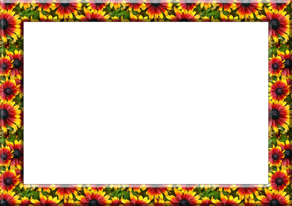 Colorful color flowers