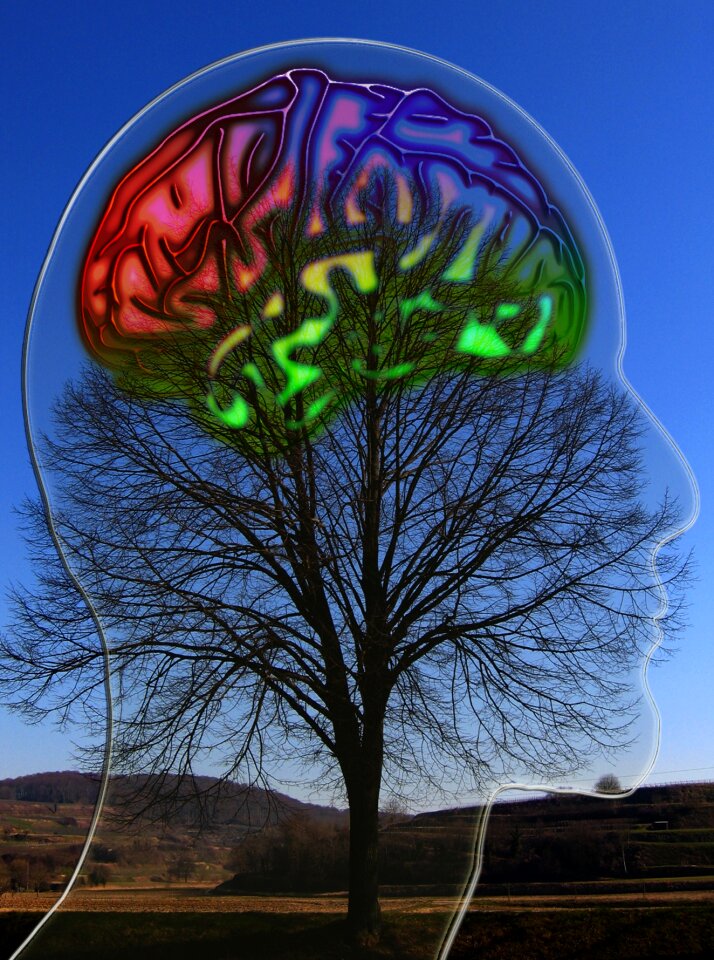 Brain coils human