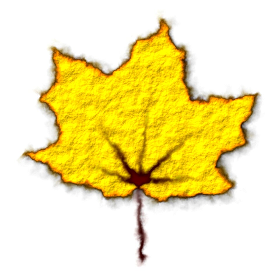 Leaves fall leaves autumn forest