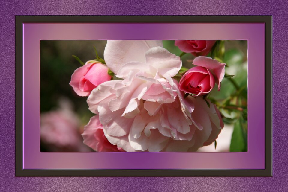 Rose pink purple