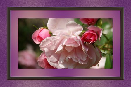Rose pink purple
