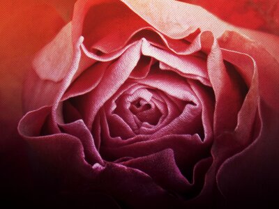 Vintage petals background