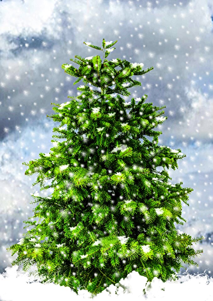 Winter wintry fir needle