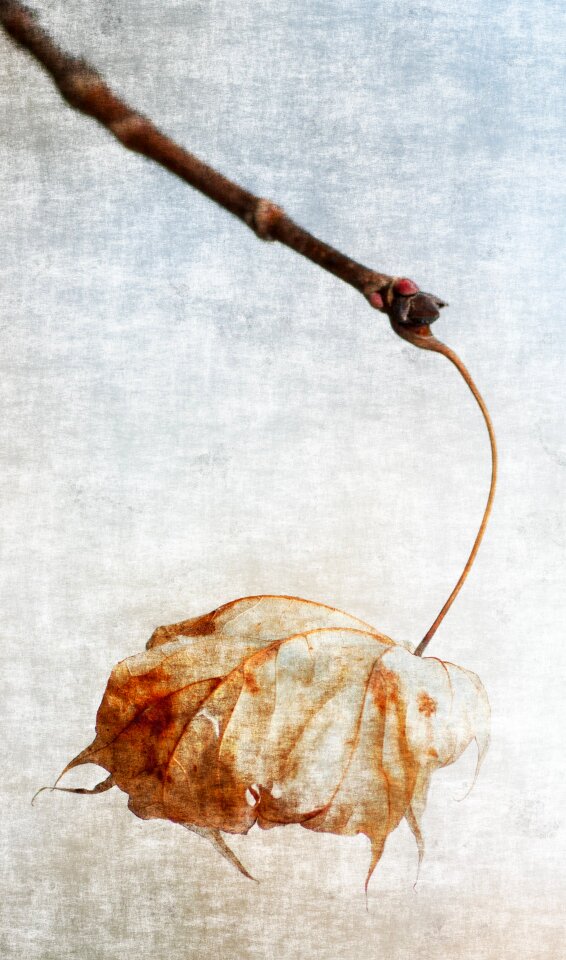 Withered dead plant branch