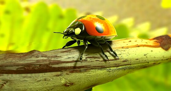 Nature insect 3d