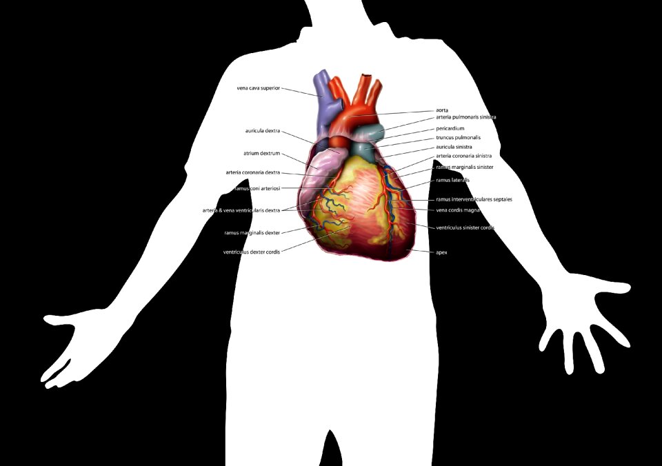 Investigation heartbeat pulse