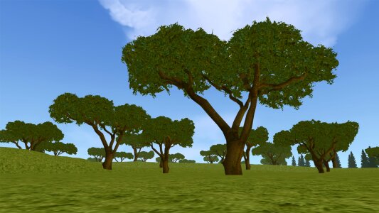 Tree trees sky