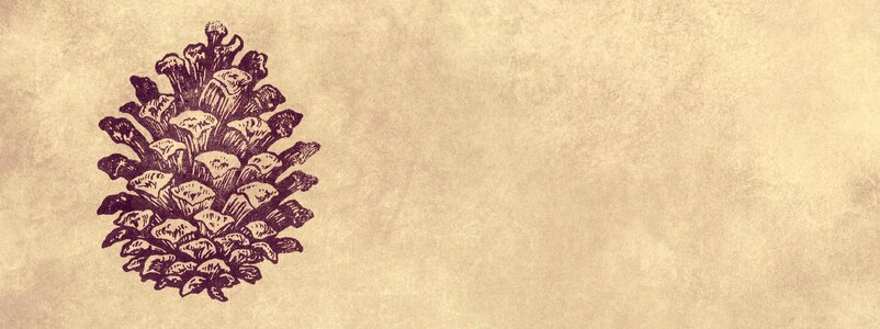 Pine cones autumn winter
