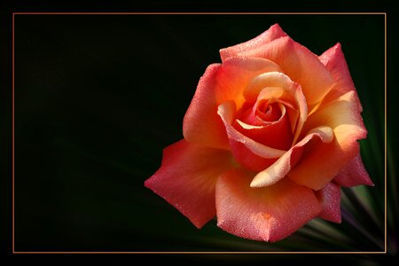 Blossom bloom rose blooms
