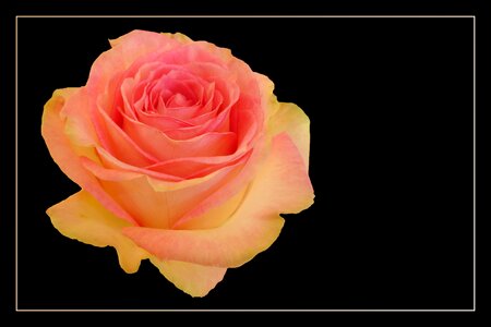 Blossom bloom rose blooms