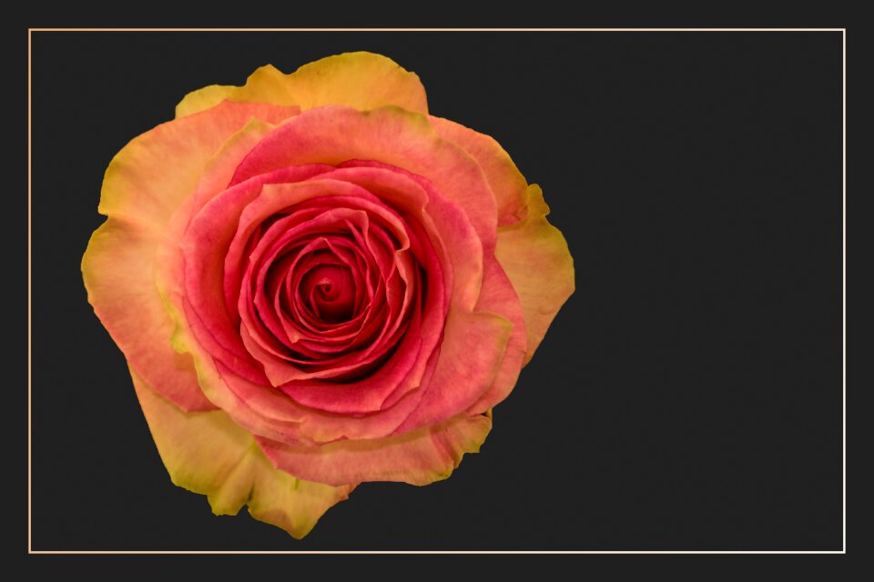 Blossom bloom rose blooms
