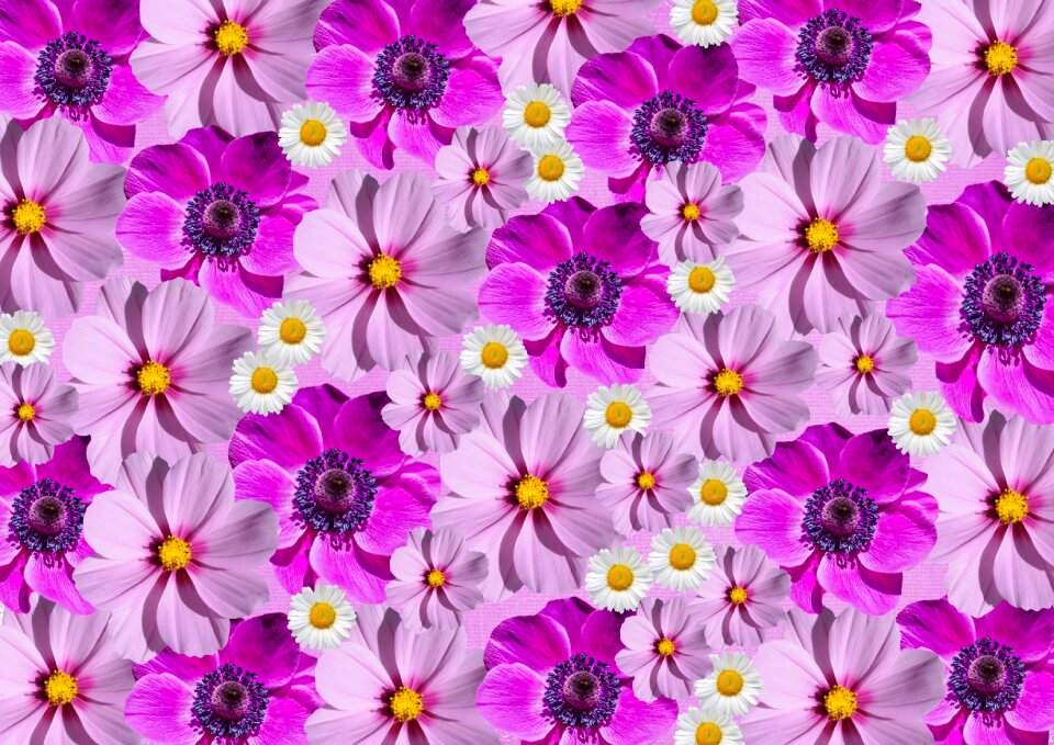 Bloom purple graphic