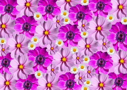 Bloom purple graphic