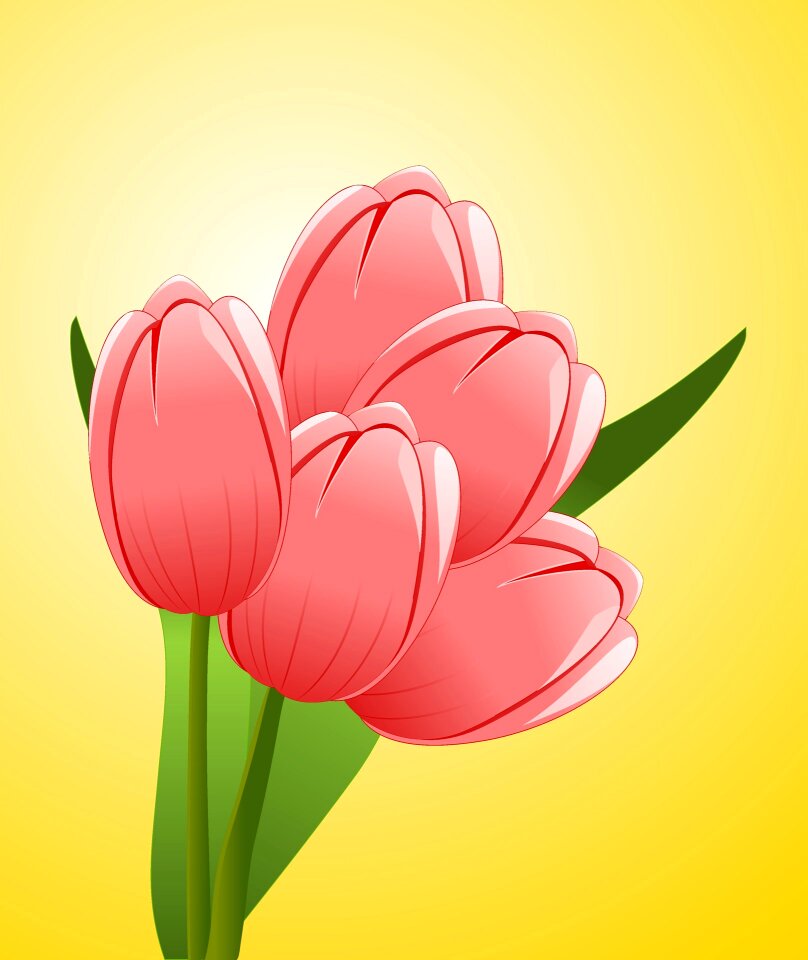 Blossom bloom flowering plant
