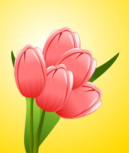 Blossom bloom flowering plant