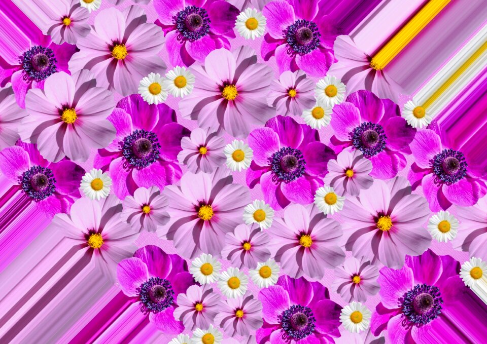 Garden flower spring