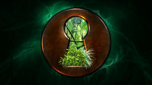 Leaves wood fern