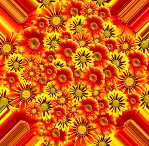 Plant yellow flower summer flowers