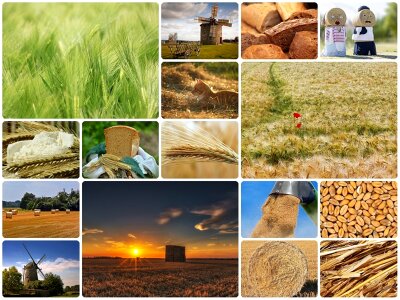 Collage-wheat photo collage wheat fields