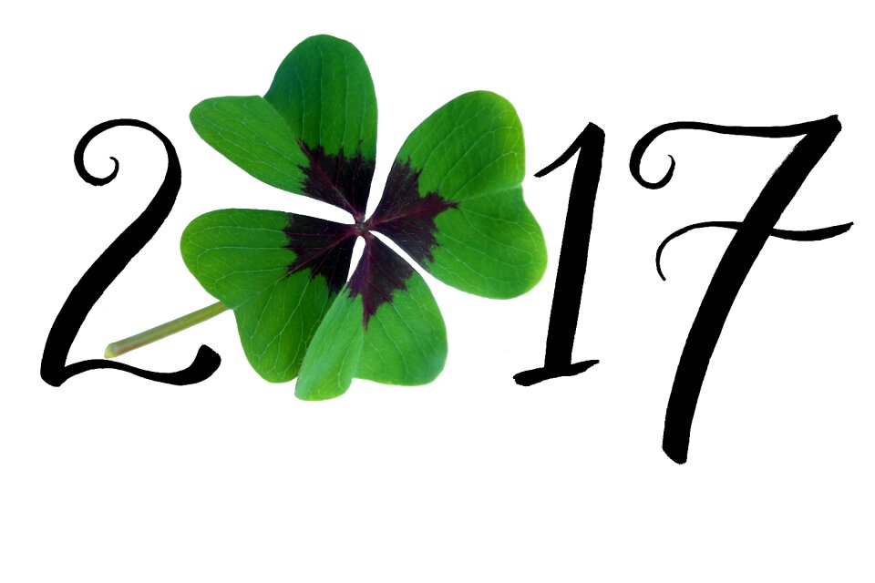 Black green four leaf clover