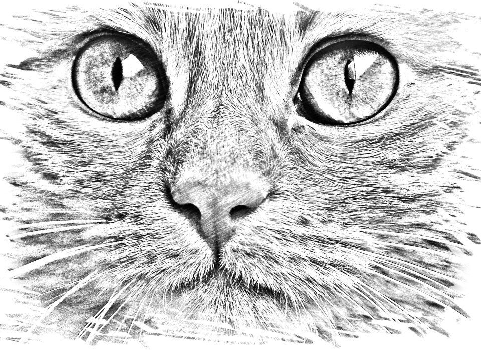 Eyes portrait Free illustrations