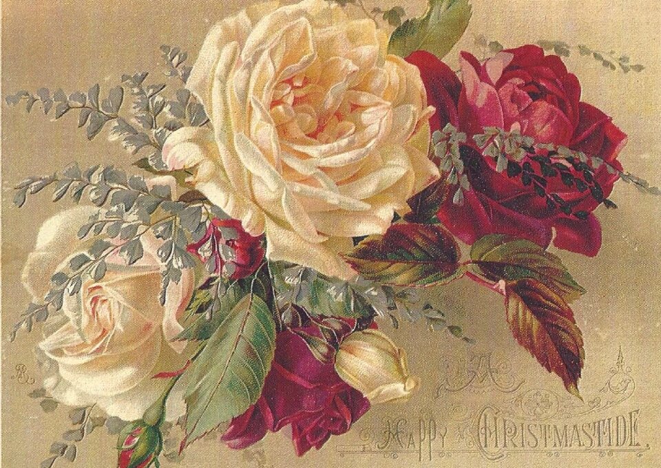 Vintage cabbage roses roses