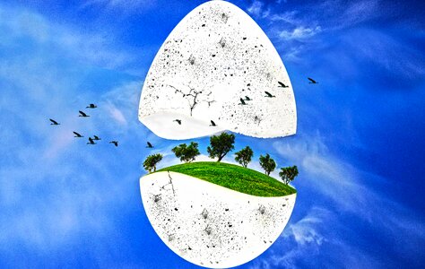 Forest birds landscape