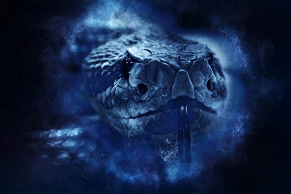 Snake viper animal