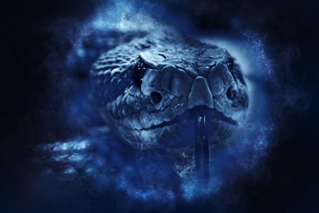 Snake viper animal
