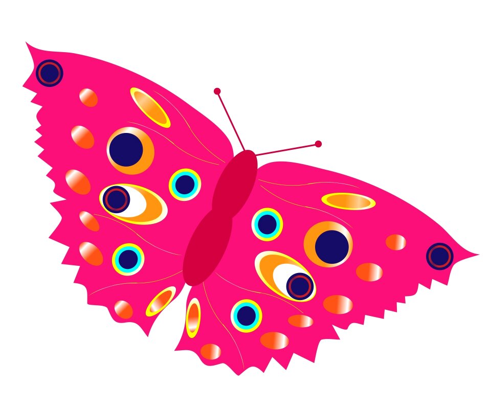 Colorful beautiful insect