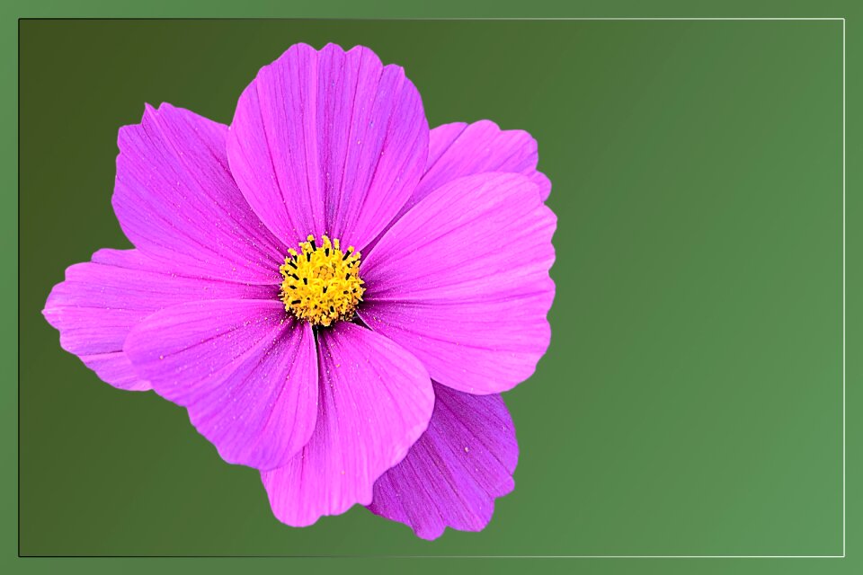 Pink flower cosmos
