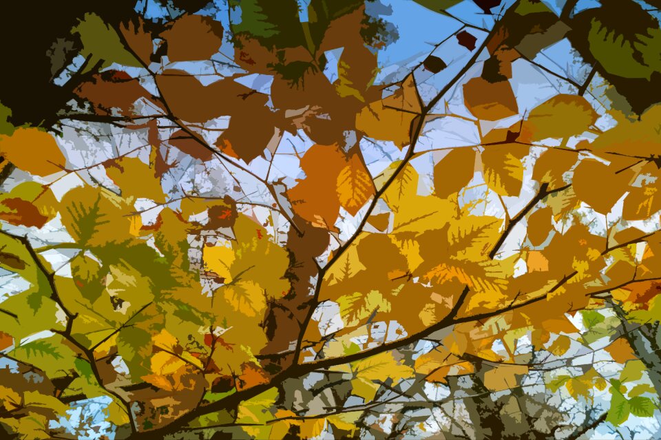 Orange yellow tree