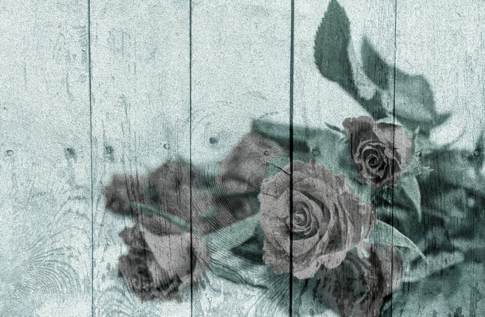 Roses wooden wall romantic