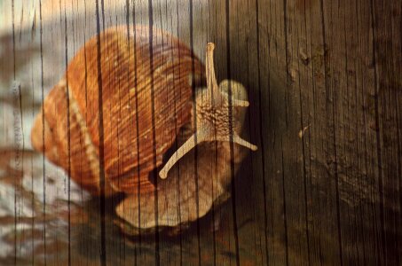 Snail stationery greeting card