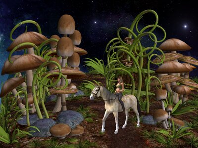 Enchanted forest toadstool fungus