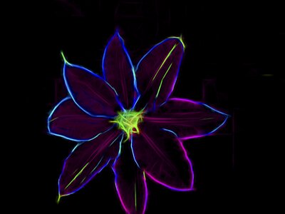Clematis blue purple
