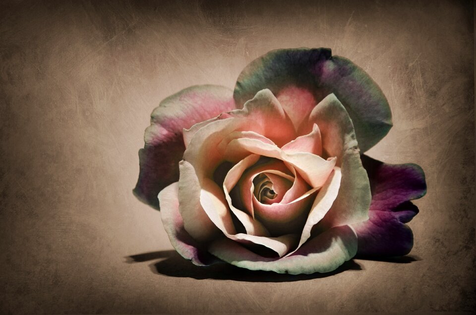 Rosa nature Free illustrations