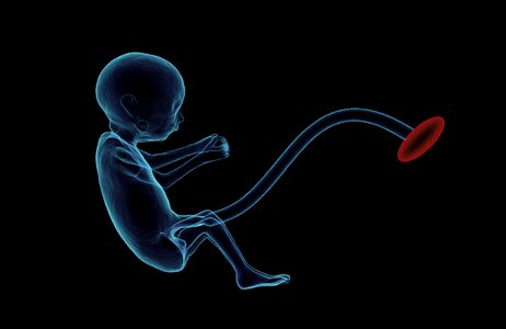 Pregnancy embryo umbilical