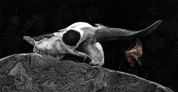 Skull animal Free illustrations