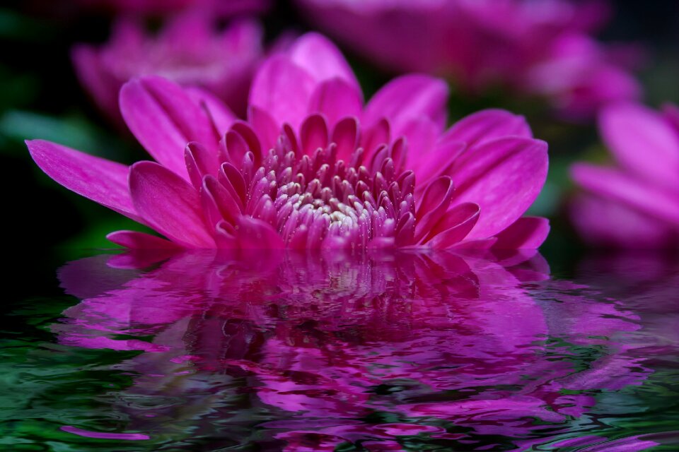 Water purple violet