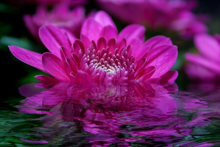 Water purple violet