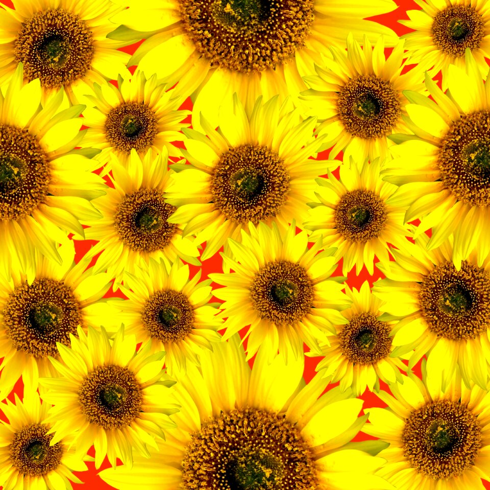 Garden blossom bloom